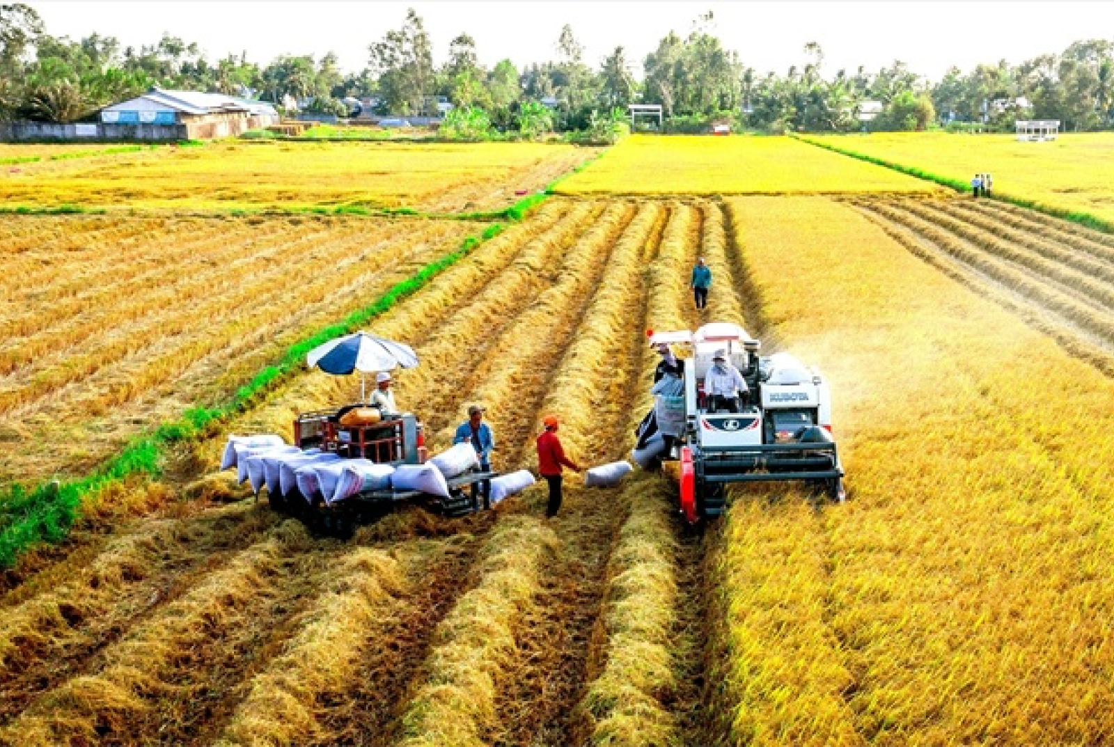 Mobilizing finance for the low-emission rice value chain