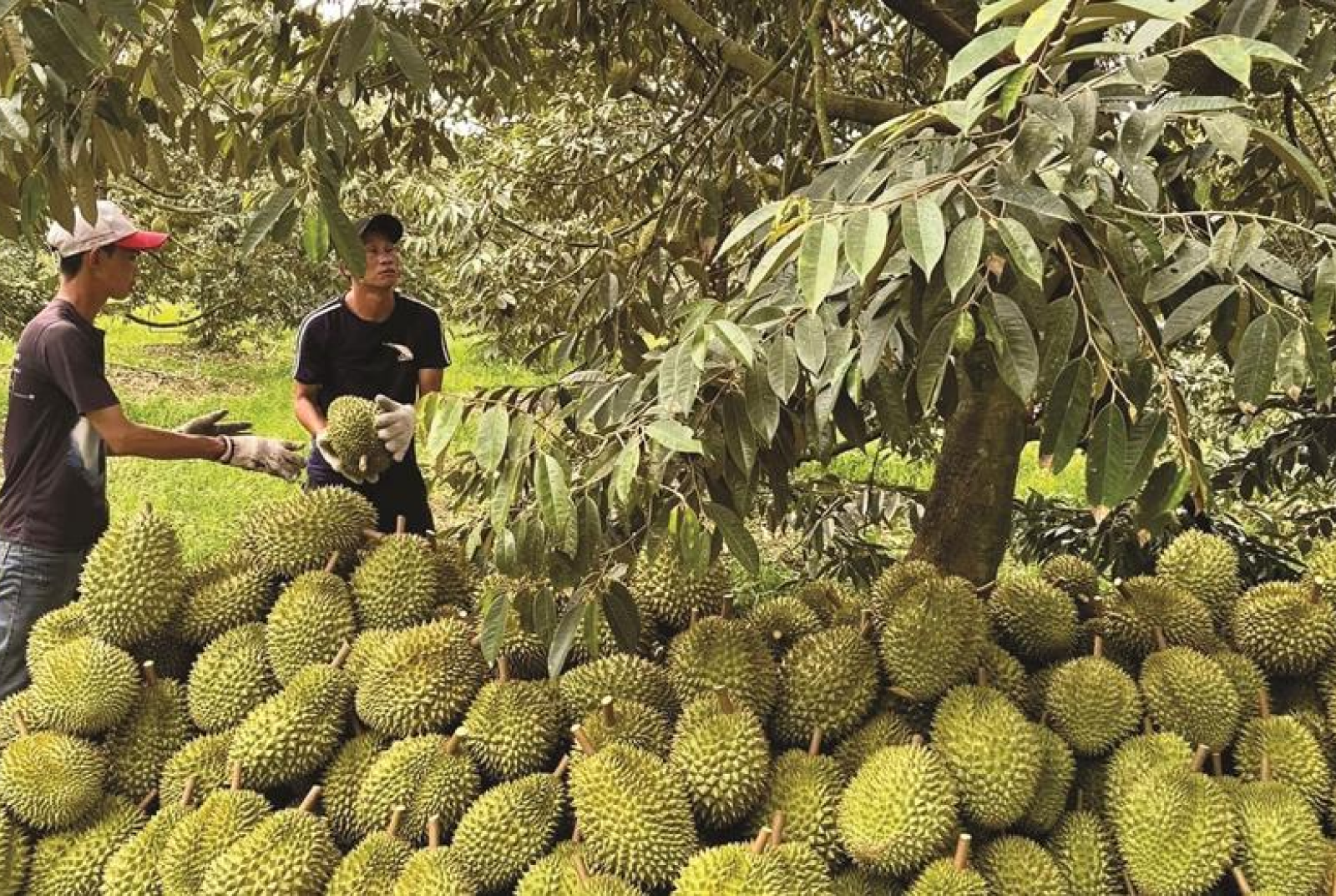 Vietnam's durian dominates fruit exports, outpacing dragon fruit